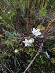 Parnassia palustris