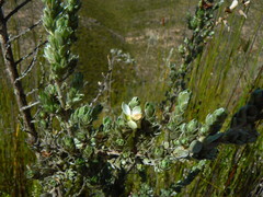 Amphithalea fourcadei