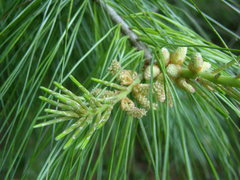 Pinus armandi