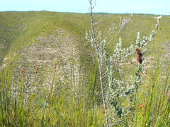 Amphithalea fourcadei