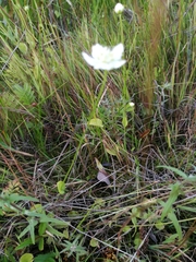 Parnassia palustris