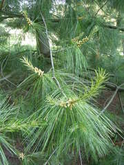 Pinus armandi