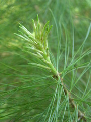 Pinus armandi