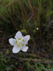 Parnassia palustris