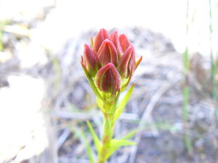 Ceratandra grandiflora