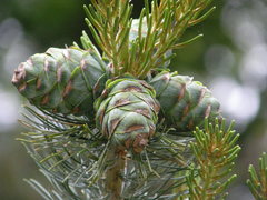 Pinus peuce