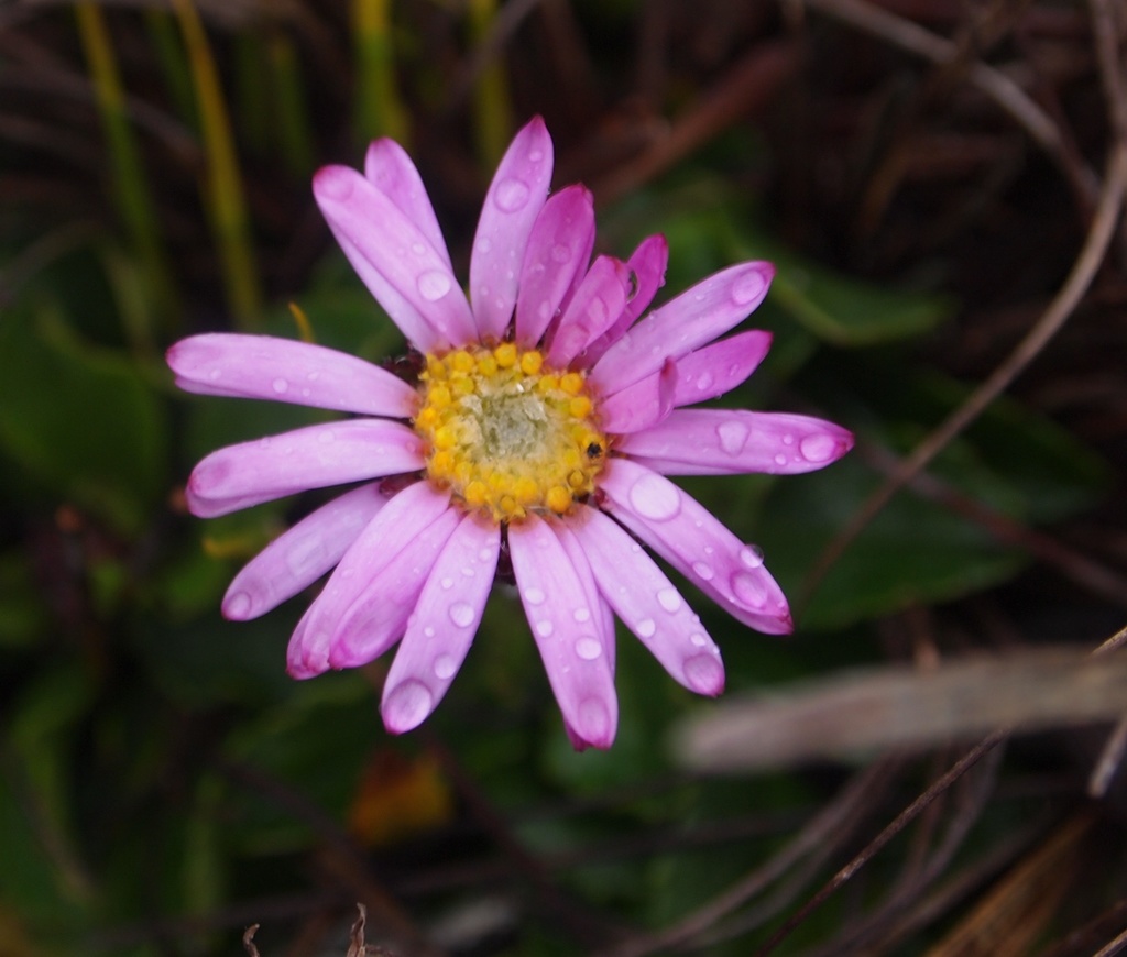 Fire Asters