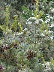 Pinus peuce