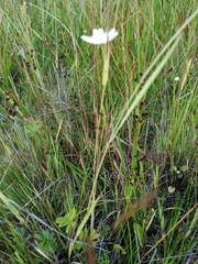 Parnassia palustris