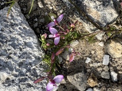 Polygala meridionalis