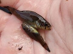 Aphredoderus sayanus sayanus