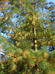 Pinus armandi
