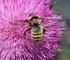 Bombus fervidus