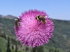 Bombus fervidus