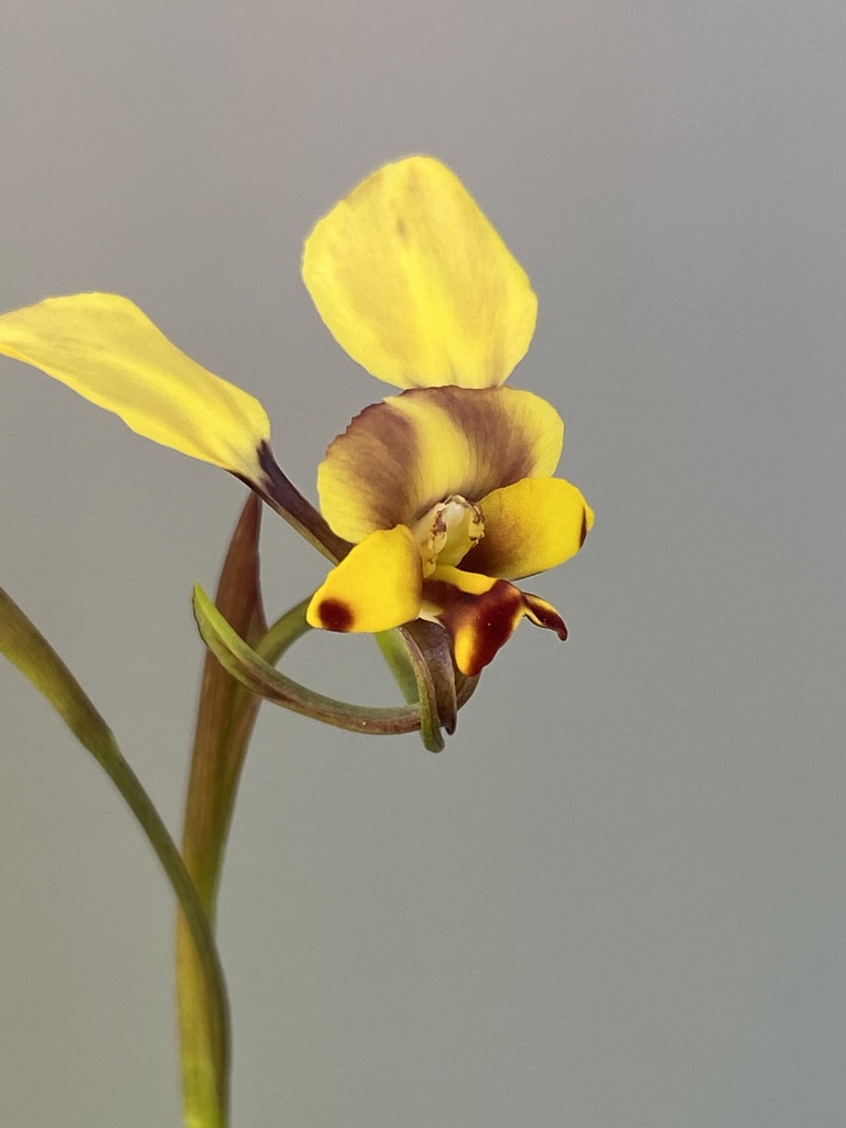 Diuris hazeliae