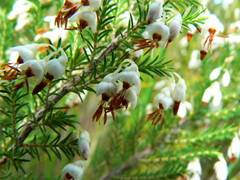 Erica penicilliformis