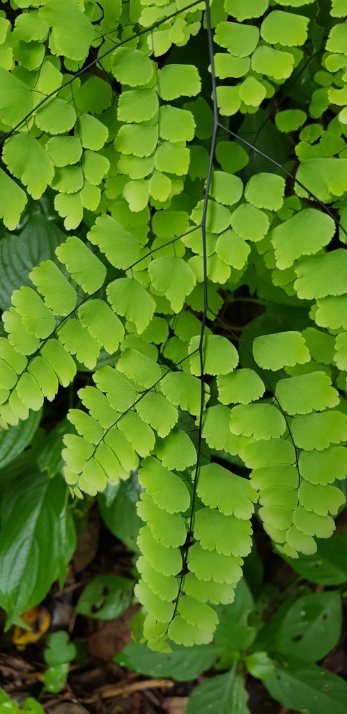 Adiantum amplum