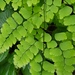 Adiantum amplum - Photo (c) Eugenio Padilla, some rights reserved (CC BY-SA), uploaded by Eugenio Padilla