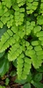 Adiantum amplum - Photo (c) Eugenio Padilla, some rights reserved (CC BY-SA), uploaded by Eugenio Padilla
