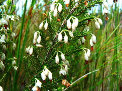 Erica penicilliformis