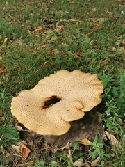 Cerioporus squamosus