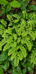 Adiantum amplum