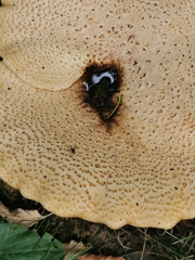 Cerioporus squamosus