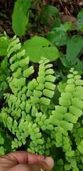 Adiantum amplum