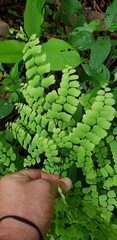 Adiantum amplum