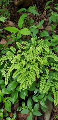 Adiantum amplum