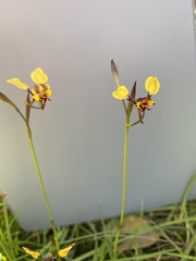 Diuris hazeliae