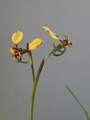 Diuris hazeliae
