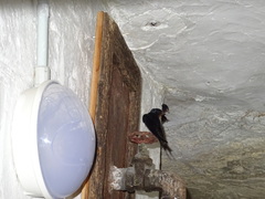 Hirundo rustica