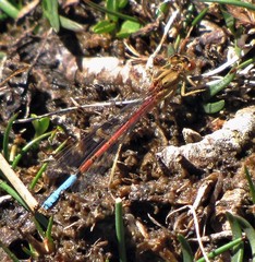 Protallagma titicacae