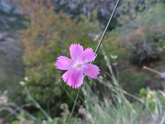 Dianthus tarentinus