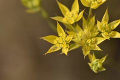 Bupleurum veronense