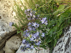 Campanula versicolor tenorei