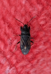 Megalonotus sabulicola