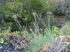 Dianthus tarentinus