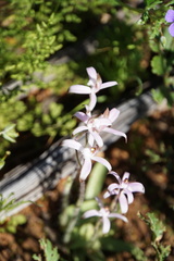 Caladenia hirta rosea
