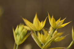 Bupleurum veronense