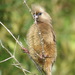Cape Speckled Mousebird - Photo (c) Gigi Laidler, some rights reserved (CC BY-NC), uploaded by Gigi Laidler