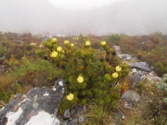 Leucadendron strobilinum