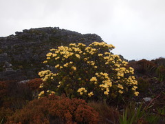 Leucadendron strobilinum