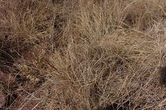 Tristachya biseriata