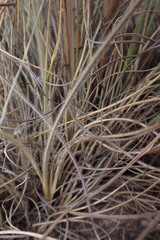 Tristachya biseriata