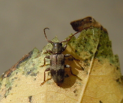 Exocentrus lusitanus