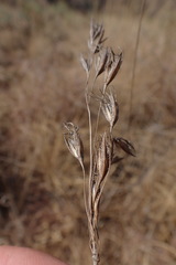 Tristachya biseriata