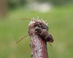 Exocentrus lusitanus