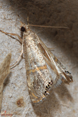 Euchromius gozmanyi
